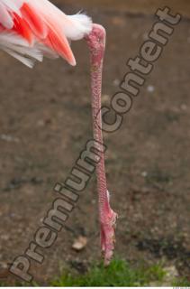 Leg texture of pink flamingo 0001